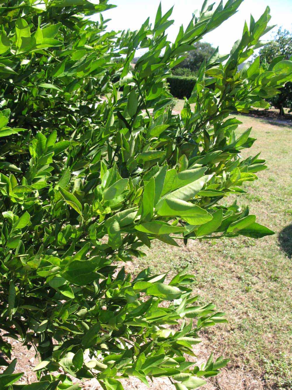              Sun leaves (Winter Haven, FL)       